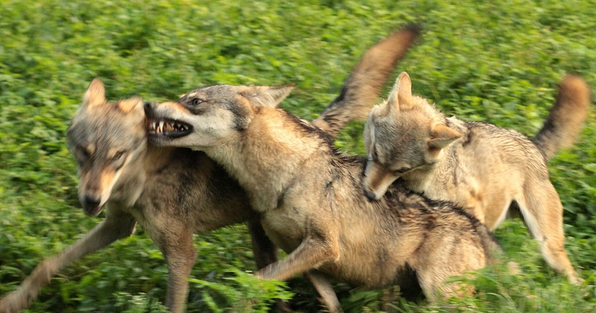 Hoe het Westen een herderin van wolven werd | Cultuur onder Vuur